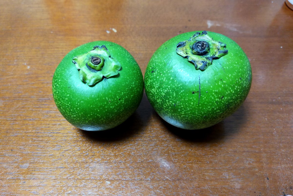 yurunou's tweet photo. 知り合いの農家さんから頂いた希少なブラックサポテ！
1年間探し続けた念願のブラックサポテ！
しかも無農薬、有機栽培！
・・・完璧だ

#ブ��ックサポテ
#希少
#無農薬 #有機栽培 https://t.co/tEzN66JRvk