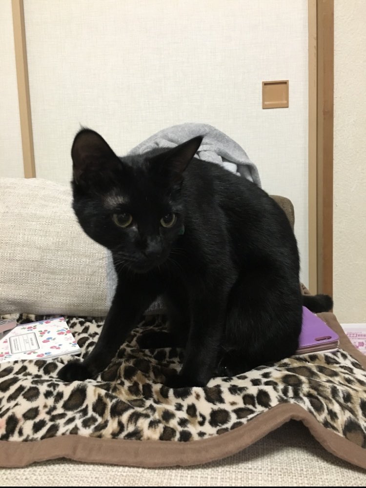 kuronekokeith1's tweet photo. 初めてどん兵衛の匂いを嗅いだ時のキース🐈‍⬛興味津々な顔😂💜

#黒猫
#保護猫
#猫好き
#どん兵衛 https://t.co/Sw8gakqsc6