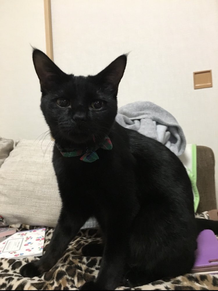kuronekokeith1's tweet photo. 初めてどん兵衛の匂いを嗅いだ時のキース🐈‍⬛興味津々な顔😂💜

#黒猫
#保護猫
#猫好き
#どん兵衛 https://t.co/Sw8gakqsc6