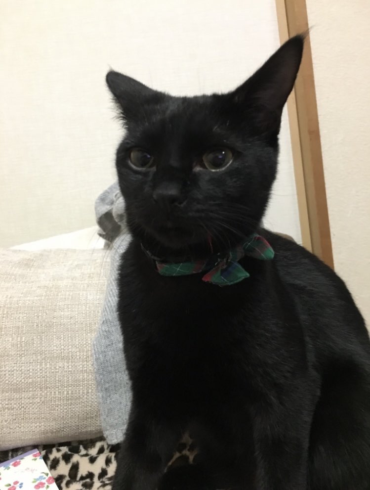 kuronekokeith1's tweet photo. 初めてどん兵衛の匂いを嗅いだ時のキース🐈‍⬛興味津々な顔😂💜

#黒猫
#保護猫
#猫好き
#どん兵衛 https://t.co/Sw8gakqsc6