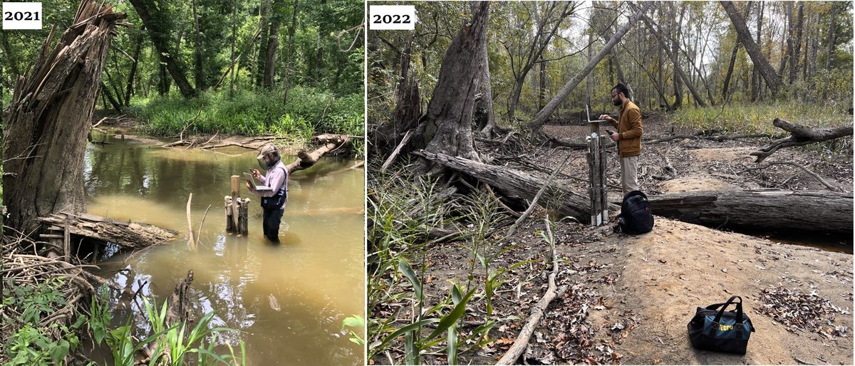 Love Kumar (@lkumar92) on Twitter photo Dry Slough; left side picture from last year & right one from last week. The side streams are very important for the floodplain and landscape of the area. When these sloughs get dry, it impacts the biogeochemistry in rivers & sloughs.
#water #hydrology #waterquality <a href="/SoilWaterSci/">UF/IFAS Dept of Soil, Water & Ecosystem Sciences</a> Dry Slough; left side picture from last year & right one from last week. The side streams are very important for the floodplain and landscape of the area. When these sloughs get dry, it impacts the biogeochemistry in rivers & sloughs.
#water #hydrology #waterquality <a href="/SoilWaterSci/">UF/IFAS Dept of Soil, Water & Ecosystem Sciences</a>