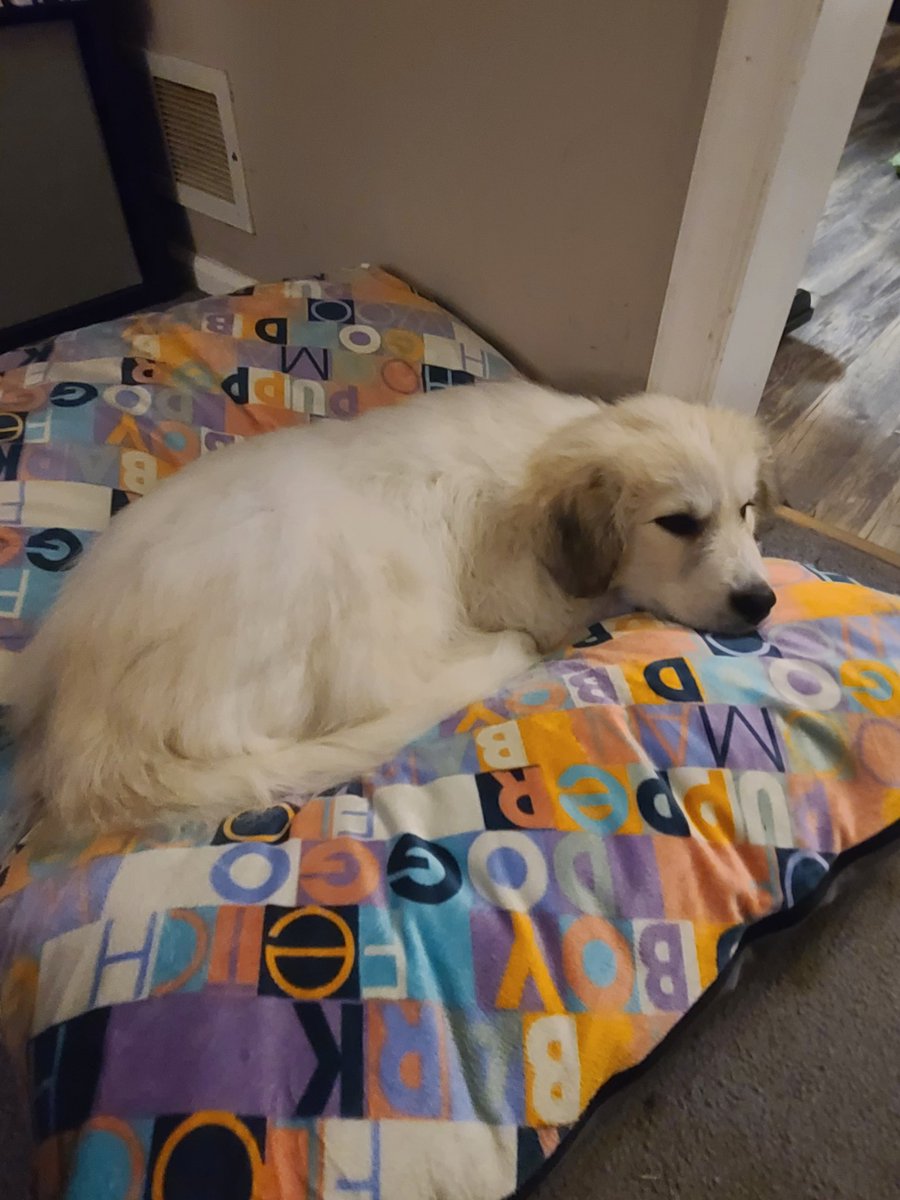 VileMalapert's tweet photo. Meet Freya
The newest member of our family! She is 13w/o #GreatPyrenees She is so gentle and so beautiful. I couldn't ask for a better baby🥰 #Floof #NewPuppy #TeamVile https://t.co/zxB159SnS0