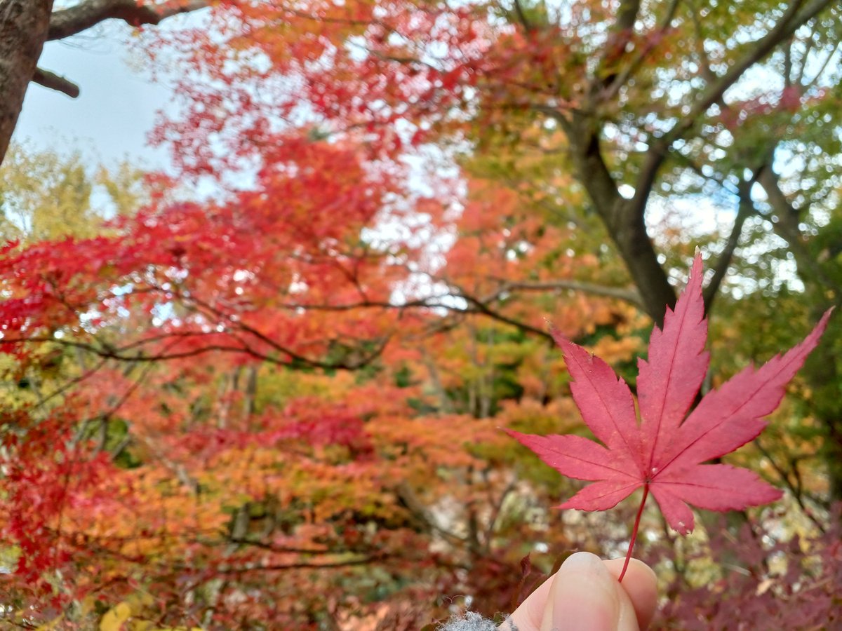 k_iitos's tweet photo. 昨���までは控えていましたが、今年はたくさん紅葉を見に行きました🍁
綺麗なものに触れると元気になりますね。 https://t.co/r9TlBMIPIY