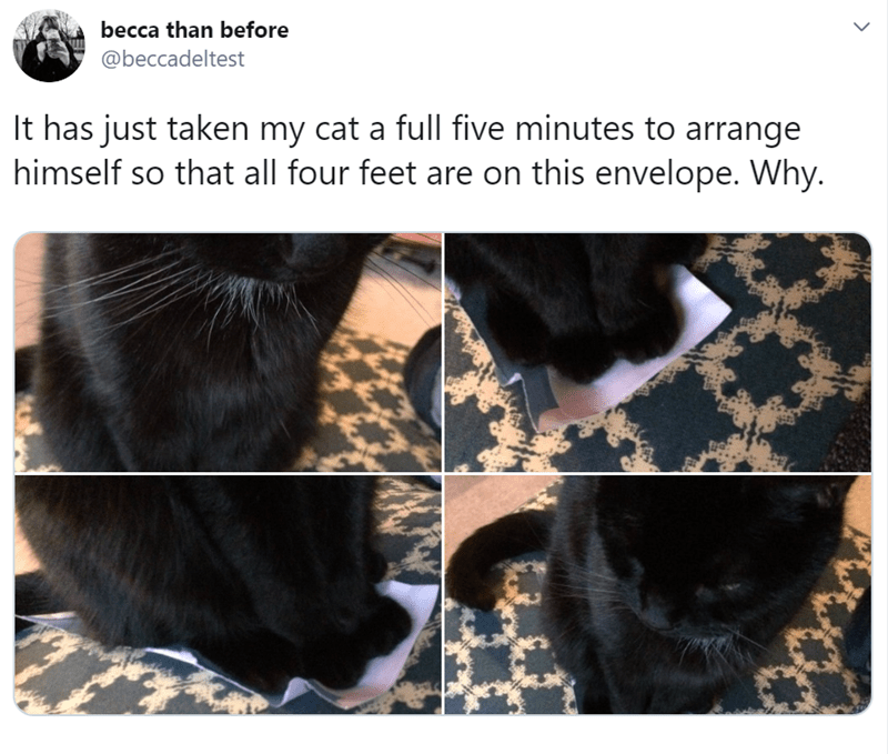 (It's International Cat Day So Why Not Indulge Yourself With 30 Of The Funniest Cat Tweets Ever) has been published on Love Quote Of The Day - https://t.co/SLVeSHwJlP https://t.co/YJR6YTJ2G9