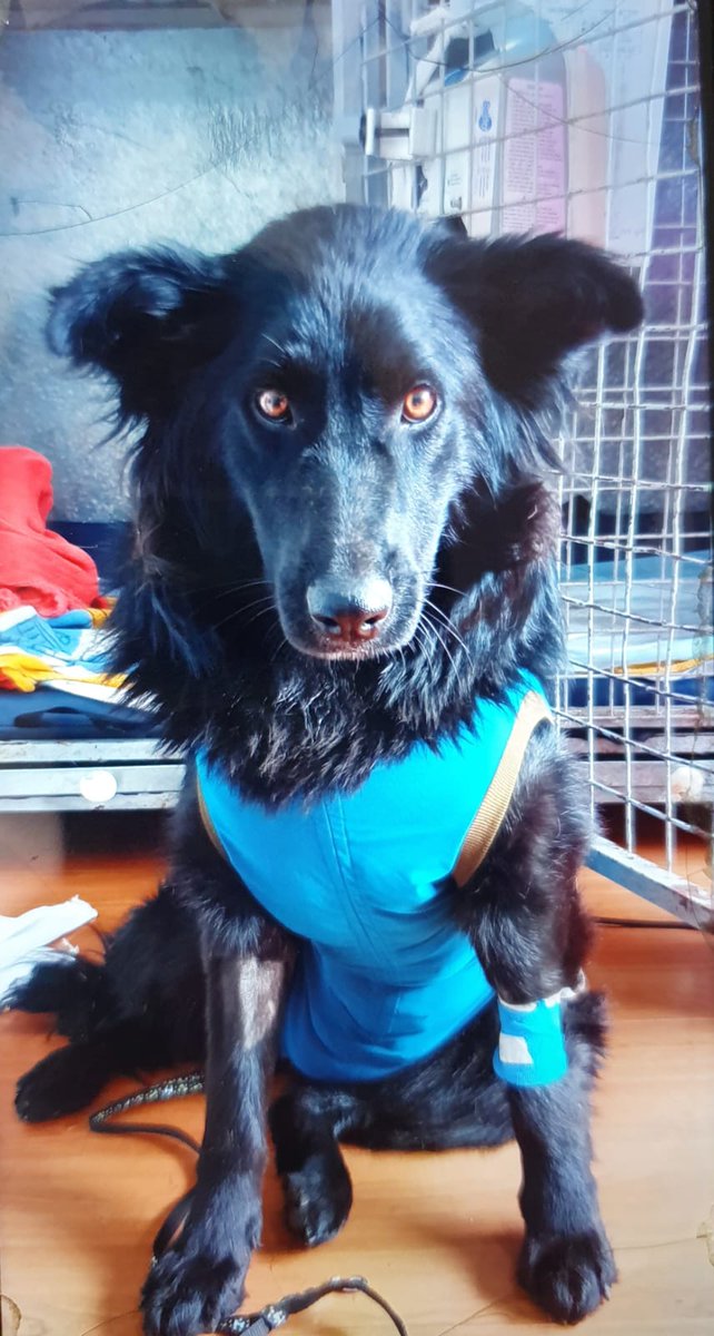 La negrita de la copec la atropellaron y perdió a sus bebés hubo que hospitalizarla mañana le dan el alta se hará una completada en la copec de Tabolango si deseas ayudar puedes contactarnos ya que la cuenta salió harto mañana subiré boleta #NoAlMaltratoAnimal  #AdoptaNoCompres