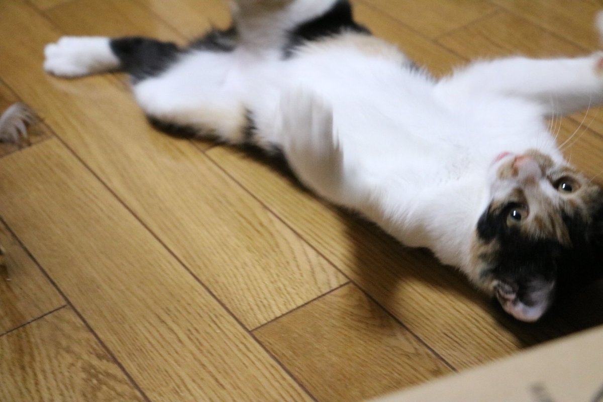 mishin-xxx- (@mishin_xxx_)  X