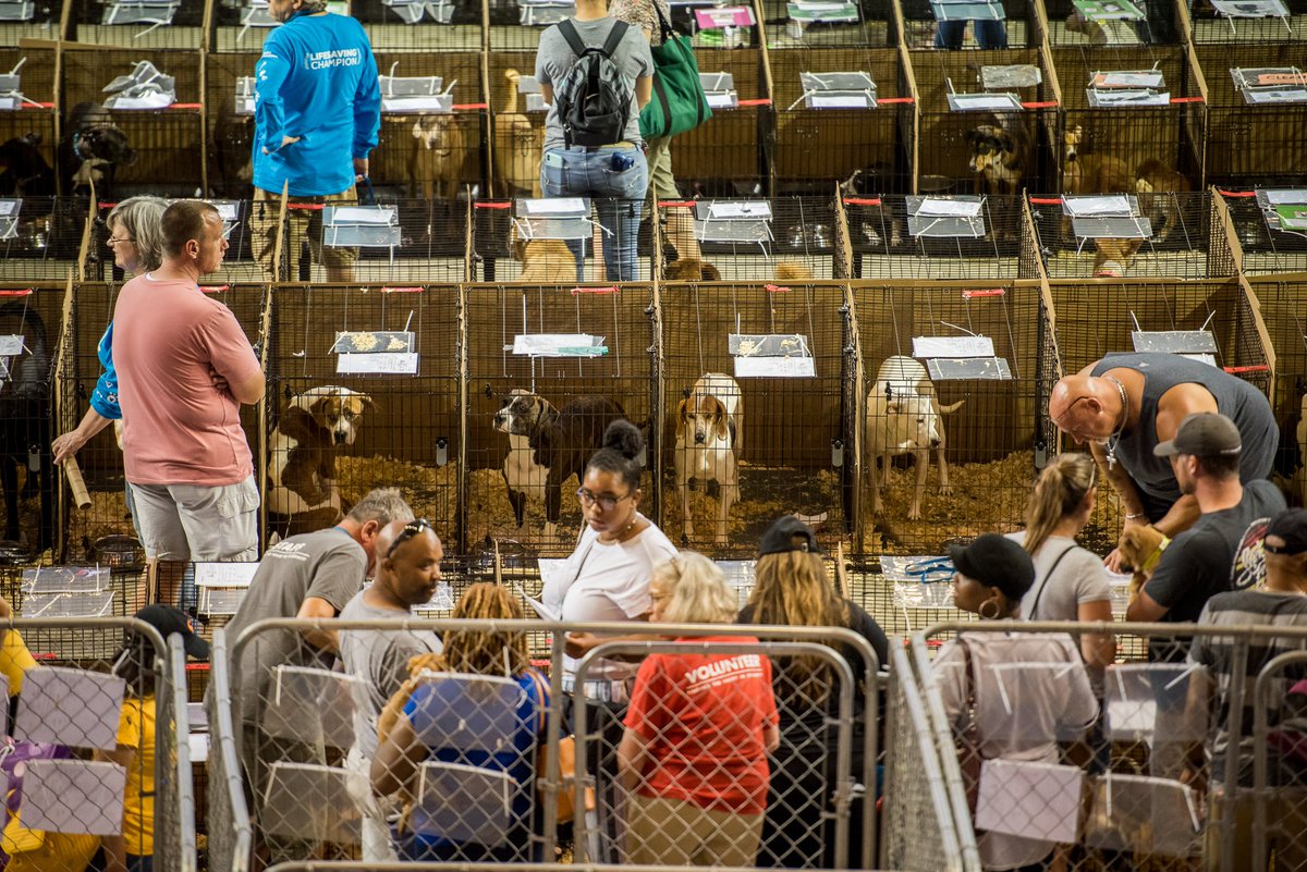 BrandywineSPCA's tweet photo. ‼VOLUNTEERS WANTED‼ Volunteering at our Mega Adoption Event is a great way to help a lot of animals without bringing them home. We need help with a range of things at the largest adoption event in the country – on-site training provided. Sign up now: https://t.co/9n2F1Tp18I https://t.co/ZghPrlYGKt