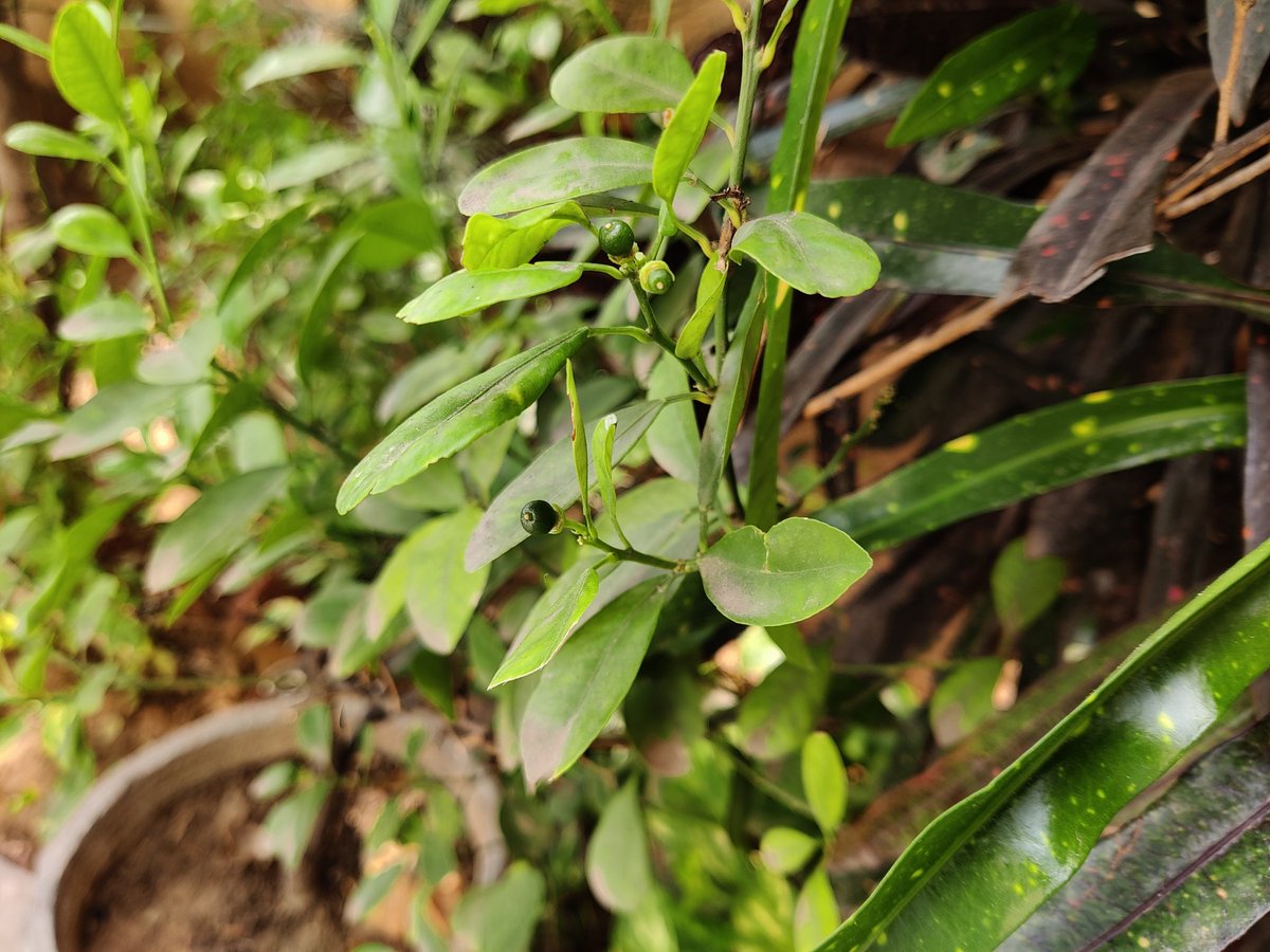 nihalsingh0308's tweet image. Feel Nature.