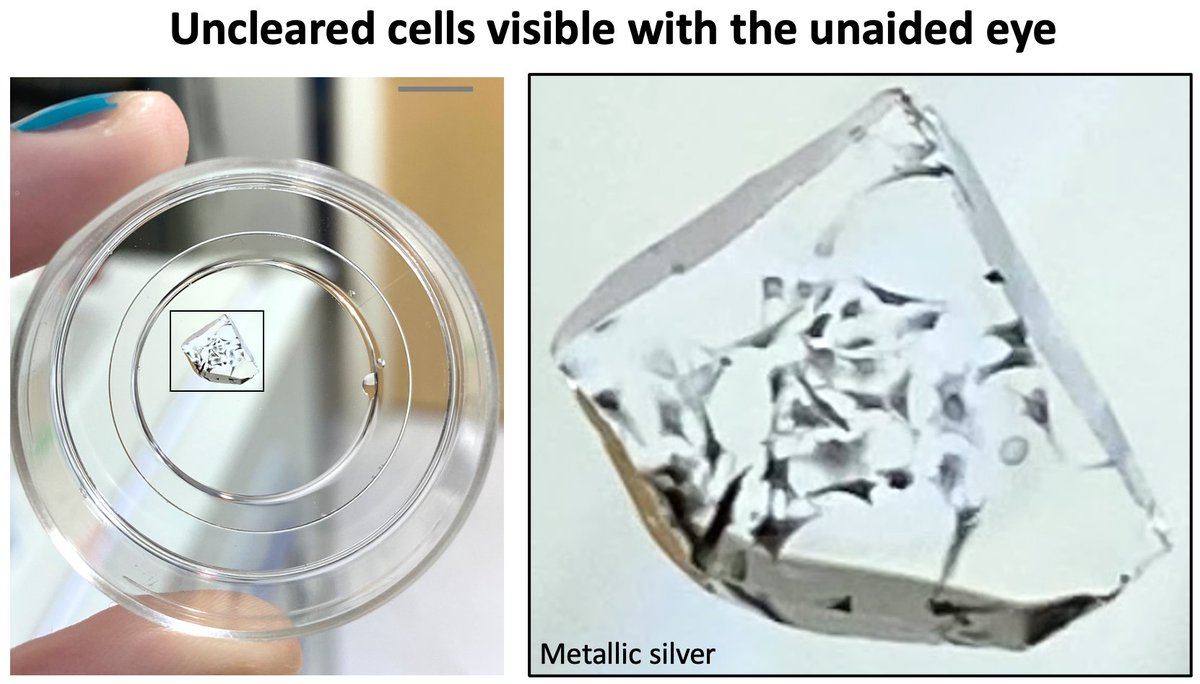 Bewersdorf Lab (@bewersdorflab) on Twitter photo Our latest work on #bioRxiv answers a simple question: can you see cellular substructures and ultrastructure without fluorescence, or even a 🔬? - Yes, you can! With #UnclearingMicroscopy! <a href="/OnsMSaad1/">Ons M'Saad</a> <a href="/mshribak/">Michael Shribak</a> <a href="/YaleCellBio/">Yale Cell Biology</a>
biorxiv.org/content/10.110… Our latest work on #bioRxiv answers a simple question: can you see cellular substructures and ultrastructure without fluorescence, or even a 🔬? - Yes, you can! With #UnclearingMicroscopy! <a href="/OnsMSaad1/">Ons M'Saad</a> <a href="/mshribak/">Michael Shribak</a> <a href="/YaleCellBio/">Yale Cell Biology</a>
biorxiv.org/content/10.110…