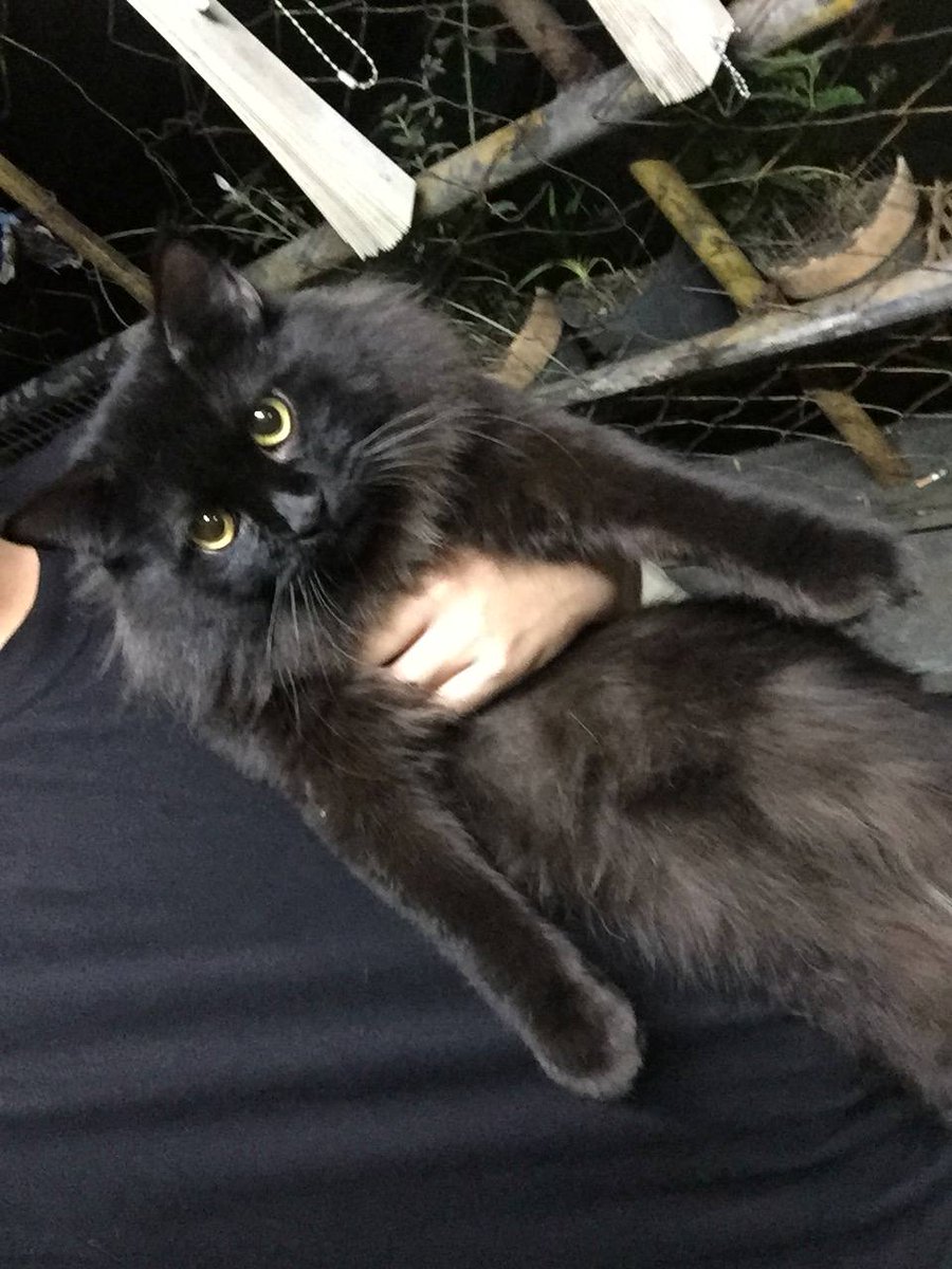 He's in heat helpppp hahaha