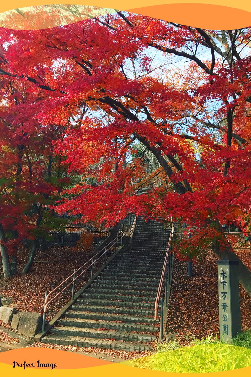 iyo_1971's tweet photo. 鮮やかな紅葉。
階段の先が気になります👟
「わぁ〜✨」と顔を上げて眺めて無意識に深呼吸。
#紅葉
#リラックス
#ストレスフリー
#五感 https://t.co/fyTuXJS1Fa