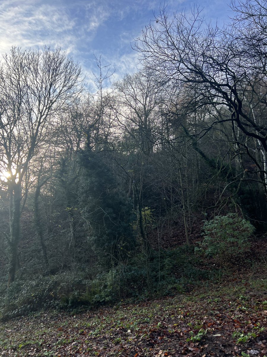 JosieAllan4's tweet photo. Magic trees and their Autumnal leaves. Rocks and trees are todayโs favourite gods. ๐๐ฑ๐ธ๐๐๐๐#Magicmalvern #AncientHills #MagicTrees https://t.co/qex13Pxl5k