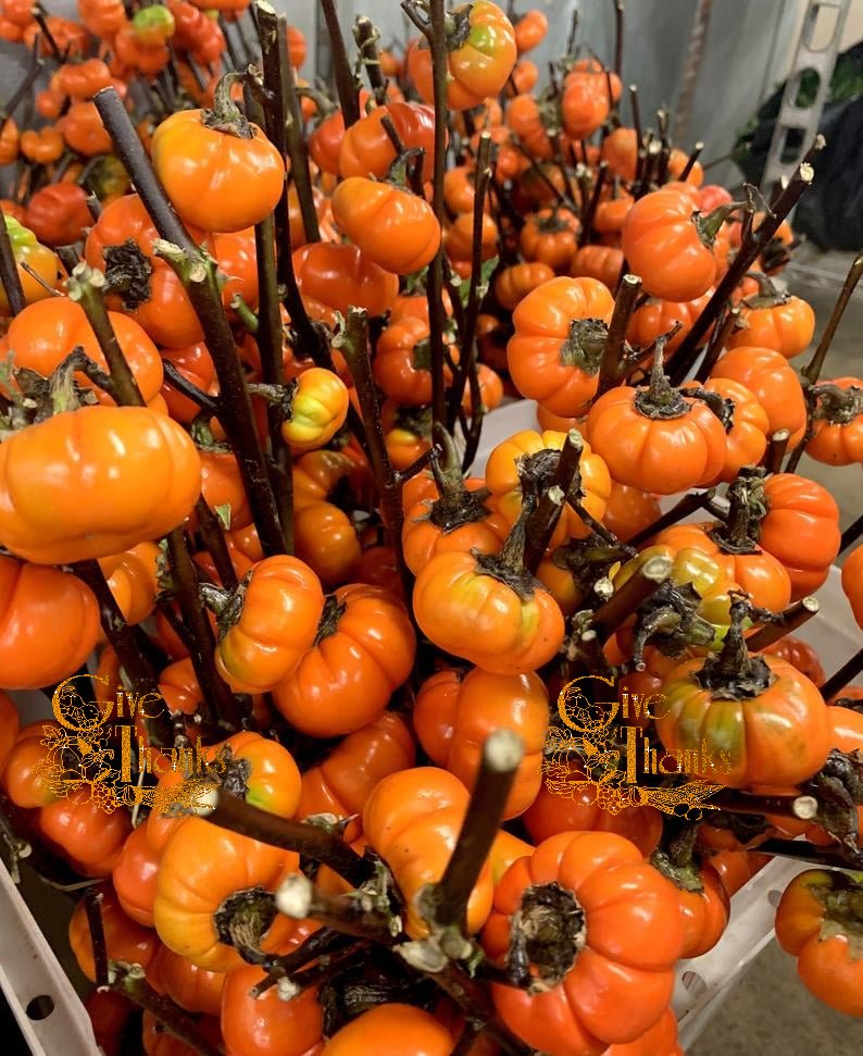 ruben_corella's tweet photo. #orangecolour #calabaza #calabazas #fineday #food #Foodie #feed #veganfood #veganmood #modofinde #ssturdayfood #VeganForTheAnimals #colornaranja #vida #cosecha #ruralite #gorgeous #vidasana https://t.co/KglY3ykqUm
