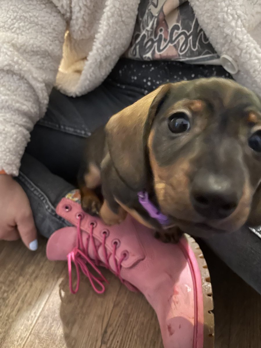 TestingChef's tweet image. Today, we welcome Marley into our house.