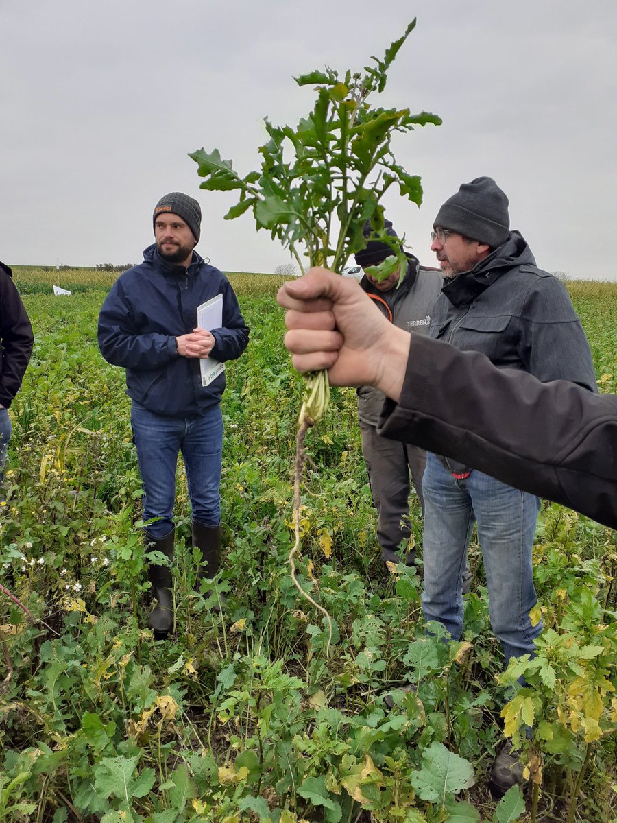GieeSol's tweet photo. Hier c'était visite de nos essais couverts avec @SPionneau. Comparaison des précocités de différentes variétés de moutarde, radis, avoine, ...@Chambagri79 https://t.co/jfcTI7p52k
