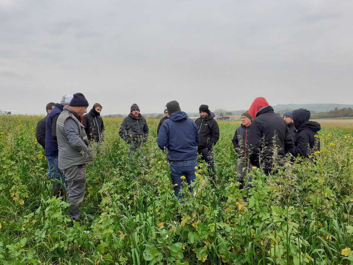 GieeSol's tweet photo. Hier c'était visite de nos essais couverts avec @SPionneau. Comparaison des précocités de différentes variétés de moutarde, radis, avoine, ...@Chambagri79 https://t.co/jfcTI7p52k