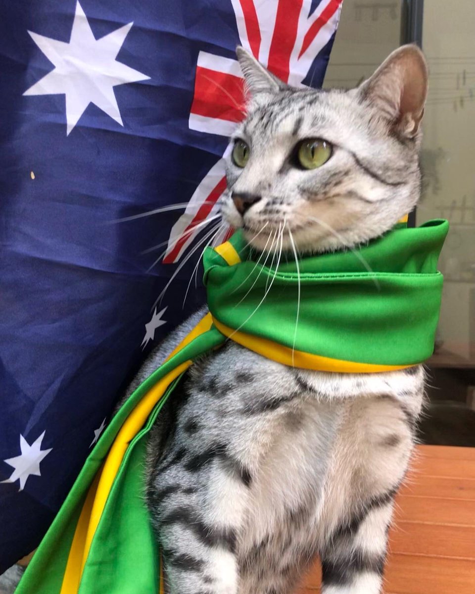 CJFentiman's tweet photo. Good luck @Socceroos #Socceroos #kittyroo 
#WorldCup2022 @SBSSportau #worldcupcat #worldcuppets #worldcuppet #australiavargentina https://t.co/LfuVG6desC