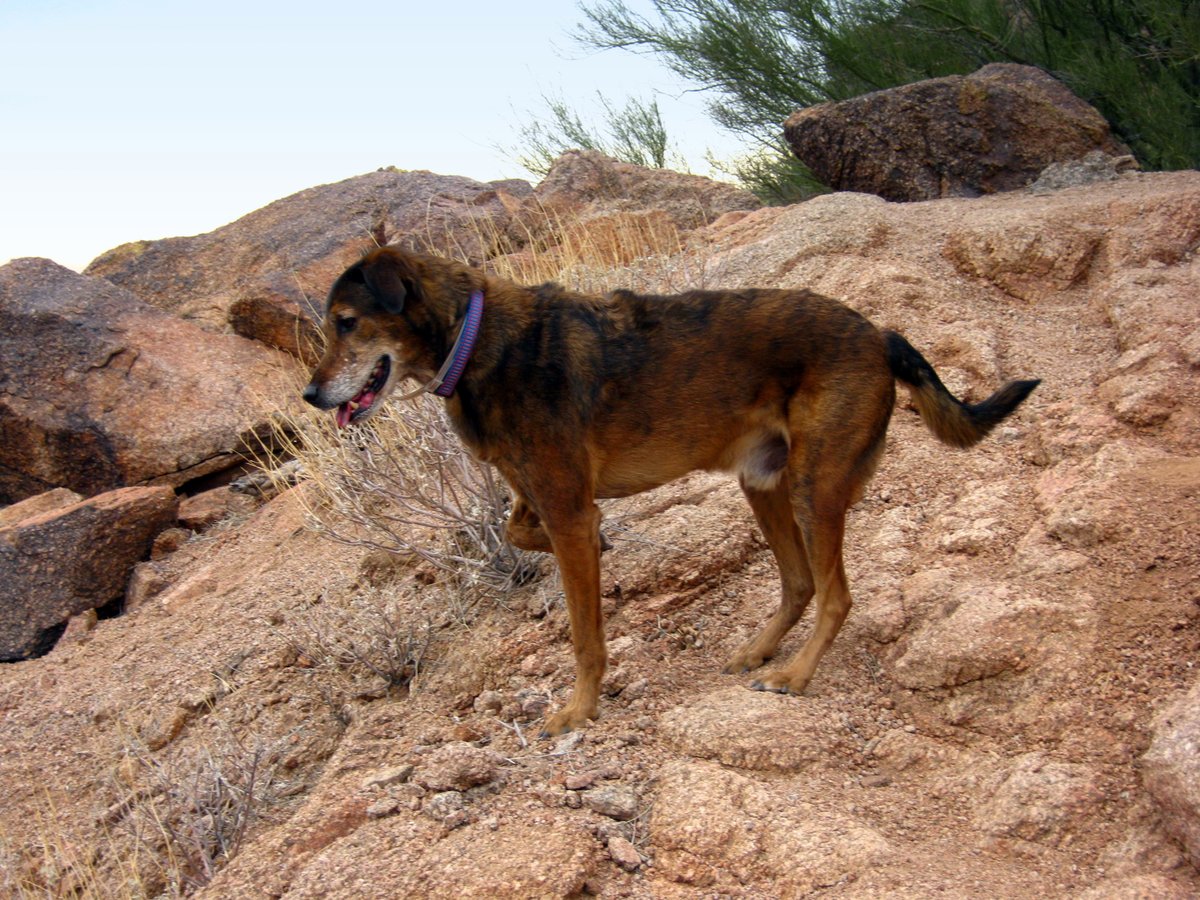 EuphoricFuzion's tweet photo. @infinities613 Here he was after, literally, RUNNING up #CamelbackMtn in AZ, and here, hearing some dude taking a pee off the edge =P
#WillisBean https://t.co/lZedwmWZN0