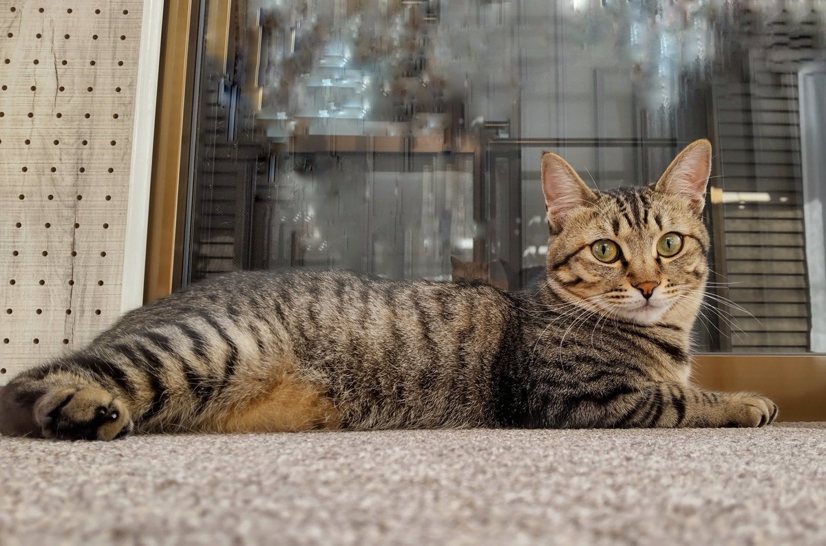 かわいい🥳🦊✨
#猫