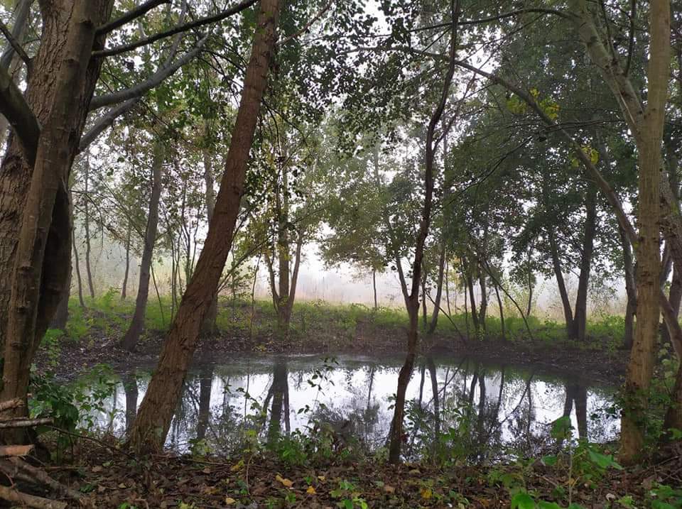 SimonVenturini's tweet photo. Alla scoperta di fenicotteri e natura!
Torna "Boschi a #Natale" con tante #escursioni l'#11dicembre.
A #Musile ci si immergerà nel paesaggio della laguna nord, con #fenicotteri e aironi, mentre a Mestre ci si inoltrerà nel bosco della terraferma veneziana.
Info @UNPLIVeneto. https://t.co/notAoP4zqj
