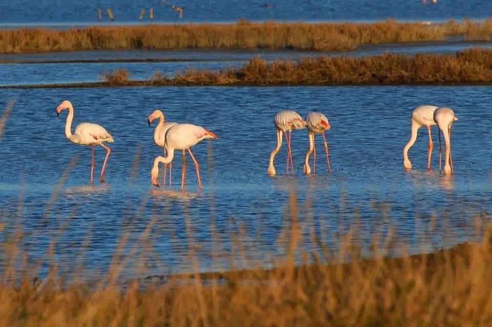 SimonVenturini's tweet photo. Alla scoperta di fenicotteri e natura!
Torna "Boschi a #Natale" con tante #escursioni l'#11dicembre.
A #Musile ci si immergerà nel paesaggio della laguna nord, con #fenicotteri e aironi, mentre a Mestre ci si inoltrerà nel bosco della terraferma veneziana.
Info @UNPLIVeneto. https://t.co/notAoP4zqj