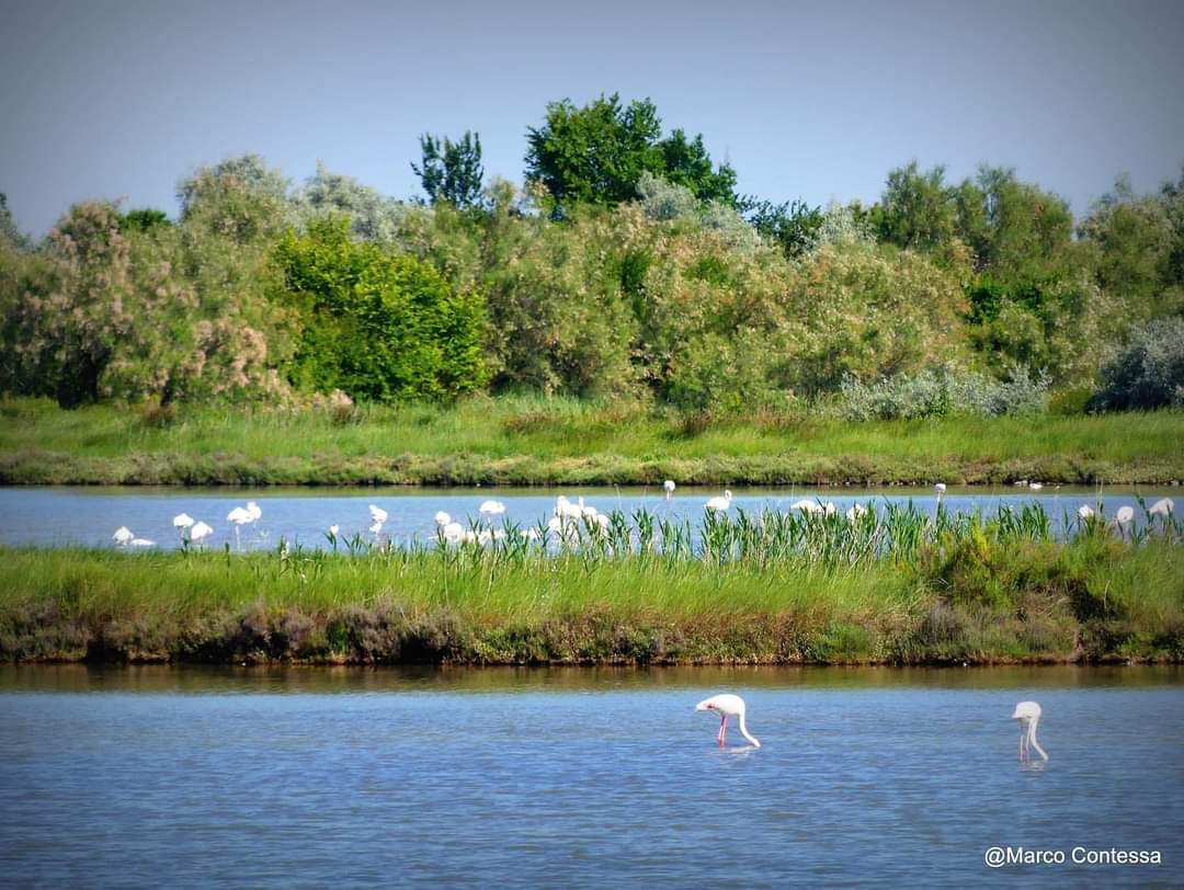 SimonVenturini's tweet photo. Alla scoperta di fenicotteri e natura!
Torna "Boschi a #Natale" con tante #escursioni l'#11dicembre.
A #Musile ci si immergerà nel paesaggio della laguna nord, con #fenicotteri e aironi, mentre a Mestre ci si inoltrerà nel bosco della terraferma veneziana.
Info @UNPLIVeneto. https://t.co/notAoP4zqj