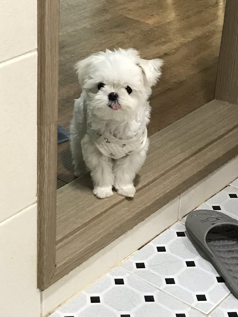 Apricot488's tweet photo. 껄껄껄
매롱~ https://t.co/cJyKg6NYue