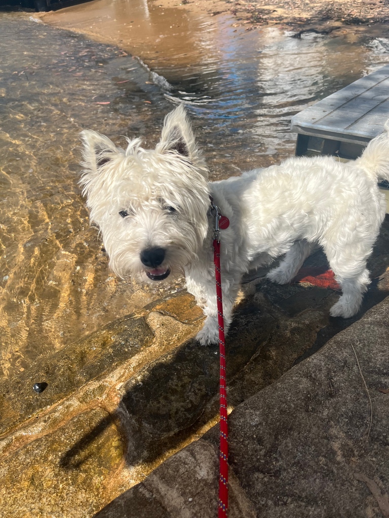 K9cCrew's tweet image. Keen to get your K9 out on more fulfilling walks, but don't have the time to take them yourself? Reach out to us to arrange a walking experience today.
⁣
⁣calendly.com/k9concierge/ch…

#k9concierge #doglovers #australiandogs #northernbeaches #sydneylocal #k9 #dogsofinstagram