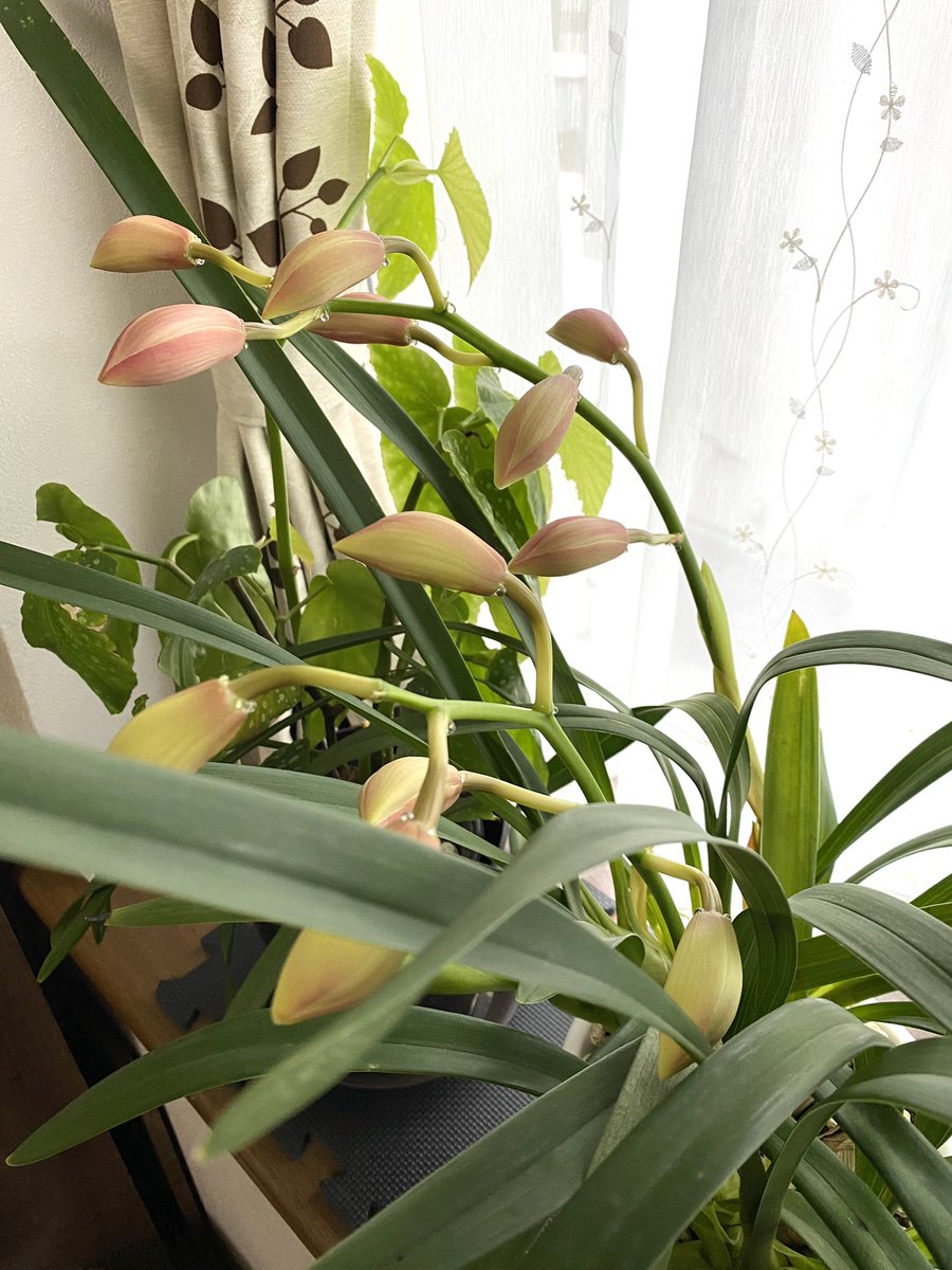 #ガーデニング
いつも花芽がつかないシンビジュウム
今年、お初の花芽です😍✨
咲くのが楽しみ💓