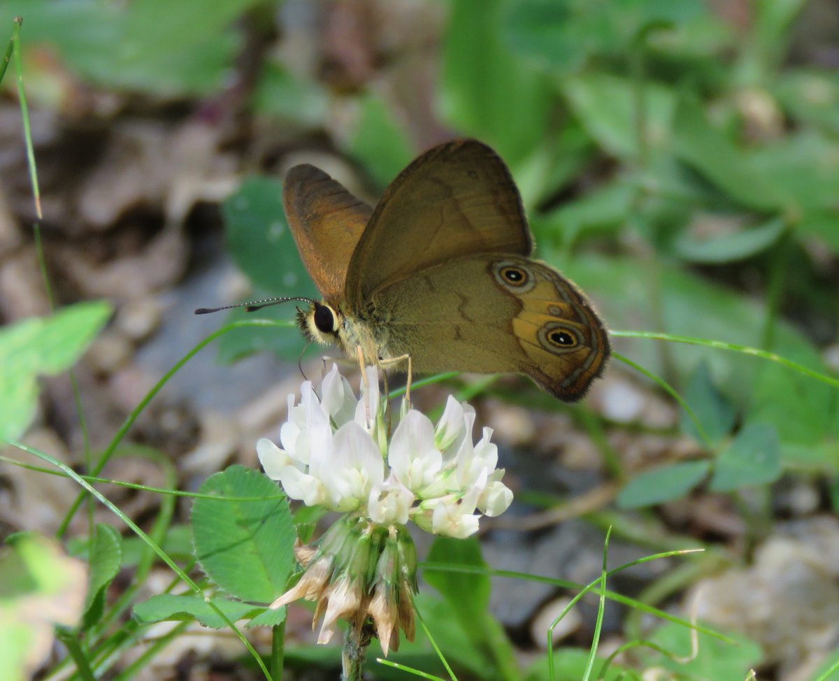 Anthony Walton's Nature Photography tweet media