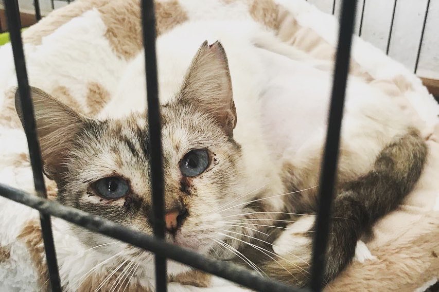ElSindigato2021's tweet photo. MINI
Y hablando de rescates, acabamos de rescatar a Mini💚, una gatita de los alrededores a la que esterilizamos en su día y ahora hemos podido hacerle un hueco y sacar de la calle definitivamente. Todo llega....😊 #valencia #AdoptaNoCompres #gato https://t.co/ANViw7Zh5A