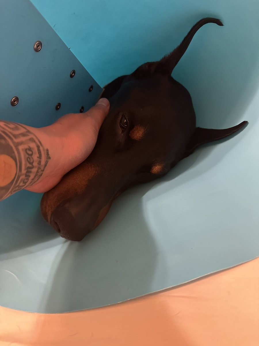 サラブレッド 相棒ロミオ tweet media