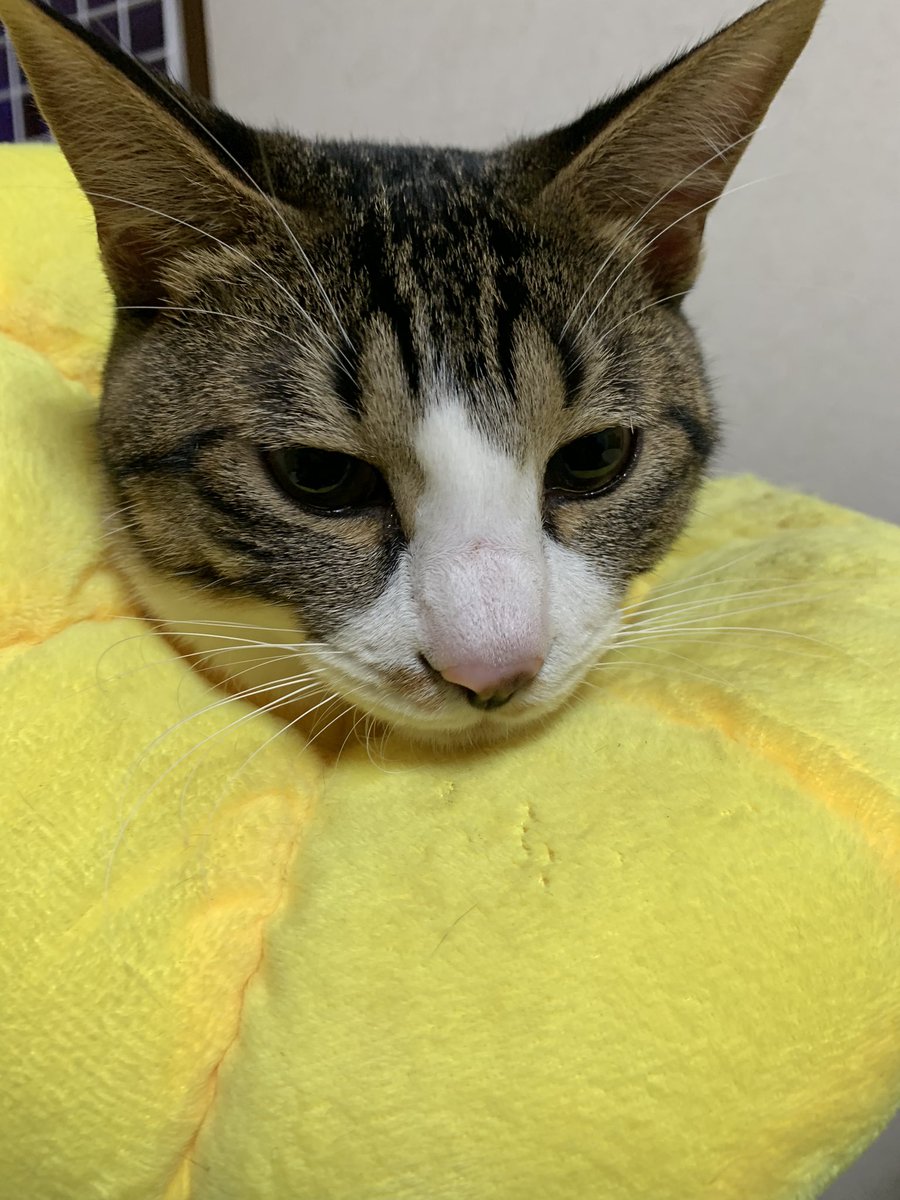 おいもくん抜糸しました！
カラーはもう2、3日付けててという事でもう少しカラー生活です😅

まだ取れにゃいのー😒

#ねこ #猫 #cat #猫好きさんと繋がりたい #猫のいる暮らし #保護猫 #子猫 #猫のいる幸せ #ハチワレ #猫がいる生活 #保護猫と暮らす