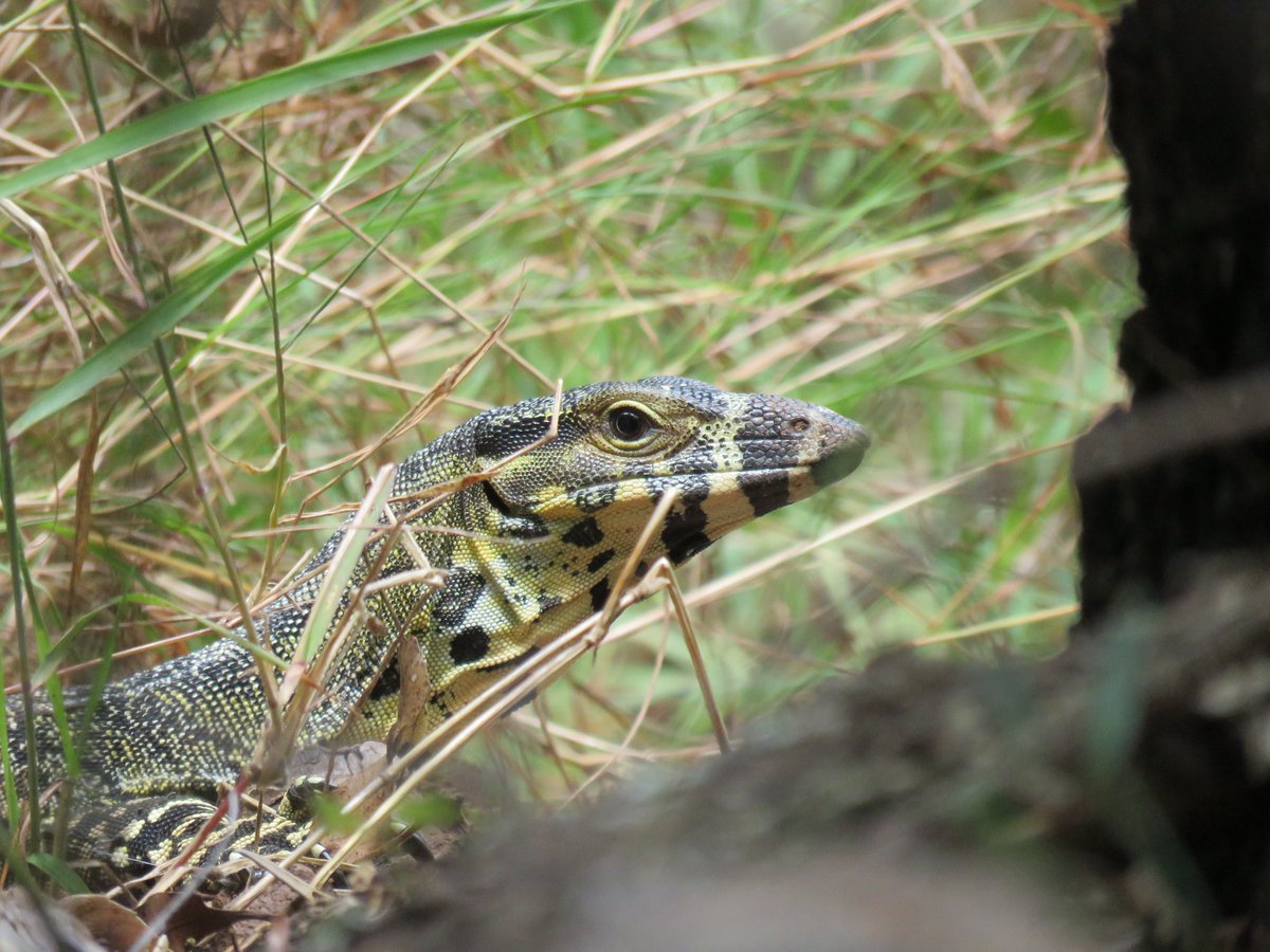 Anthony Walton's Nature Photography tweet media