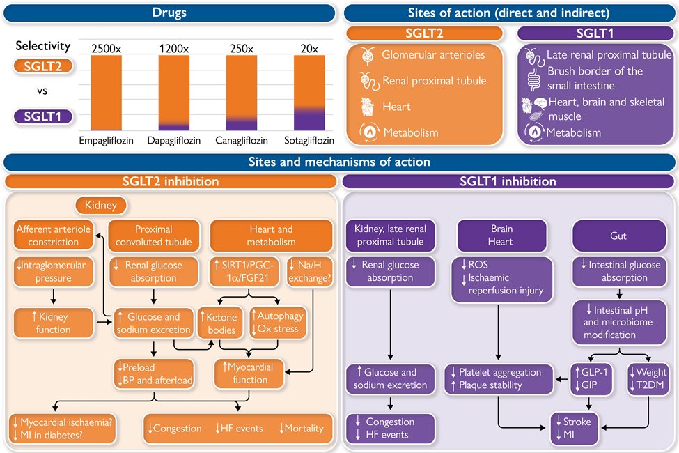 FeliceGragnano's tweet photo. Does #SGLT1 inhibition add to the benefits of #SGLT2 inhibition in the prevention and treatment of #HF? 💊
https://t.co/vqzZjw7INJ
#CardioTwitter #CardioTwitter @DLBHATTMD @MarcoMetra @escardio @ESC_Journals https://t.co/NdAJaru1Mi