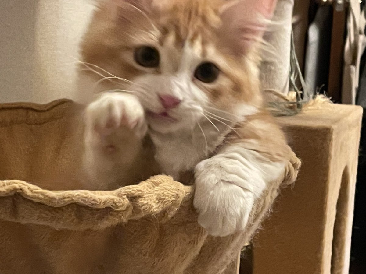 ねこ吉 tweet media