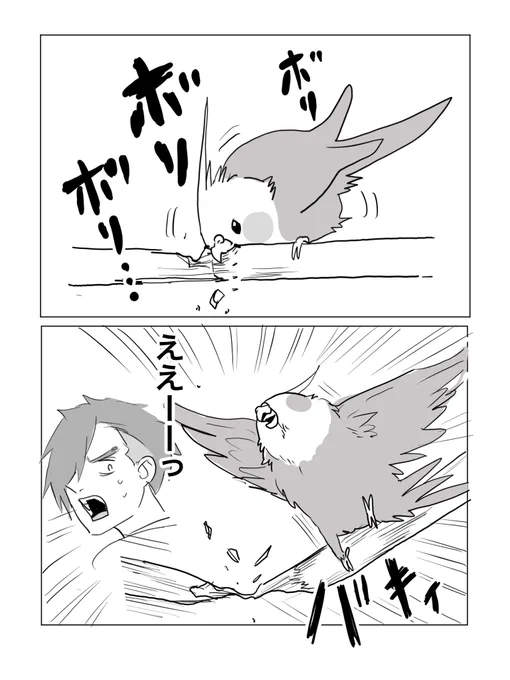 すぐ太めの止まり木に変えました #オカメインコ 