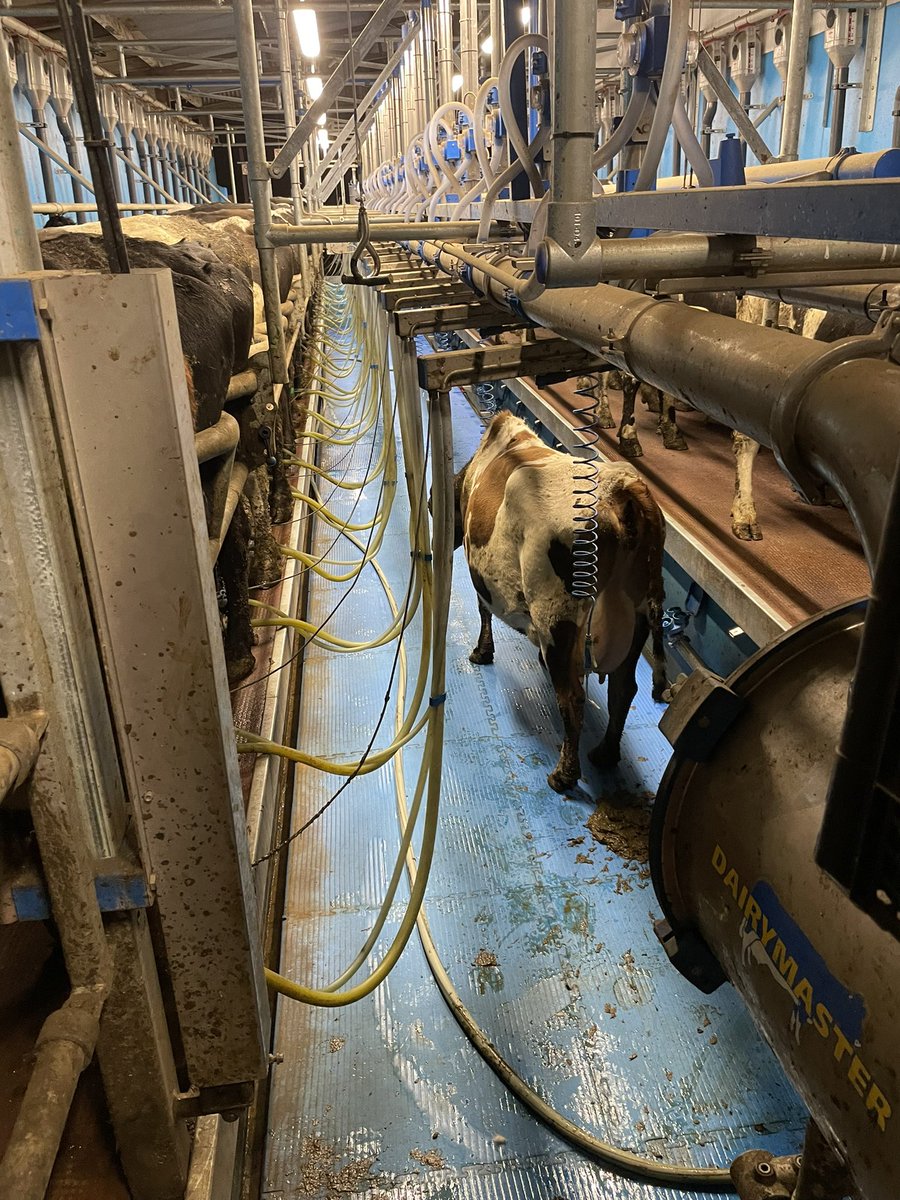 After winning on the carbon index this xbred is starting to lobby on labour efficiency being included in the next round of proofs for ebi #icbf #autumncalver #helpinghand