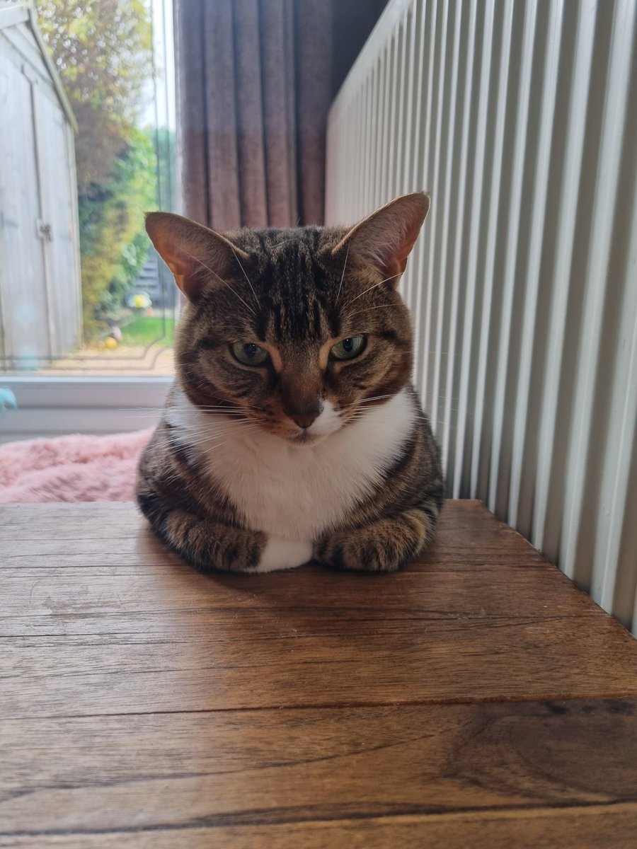 gofundme.com/f/noahs-ark-pe…

Cats are the best. Please donate and help this local rescue or you will be judged.

#CatsofTwittter #catrescue #donate #cats