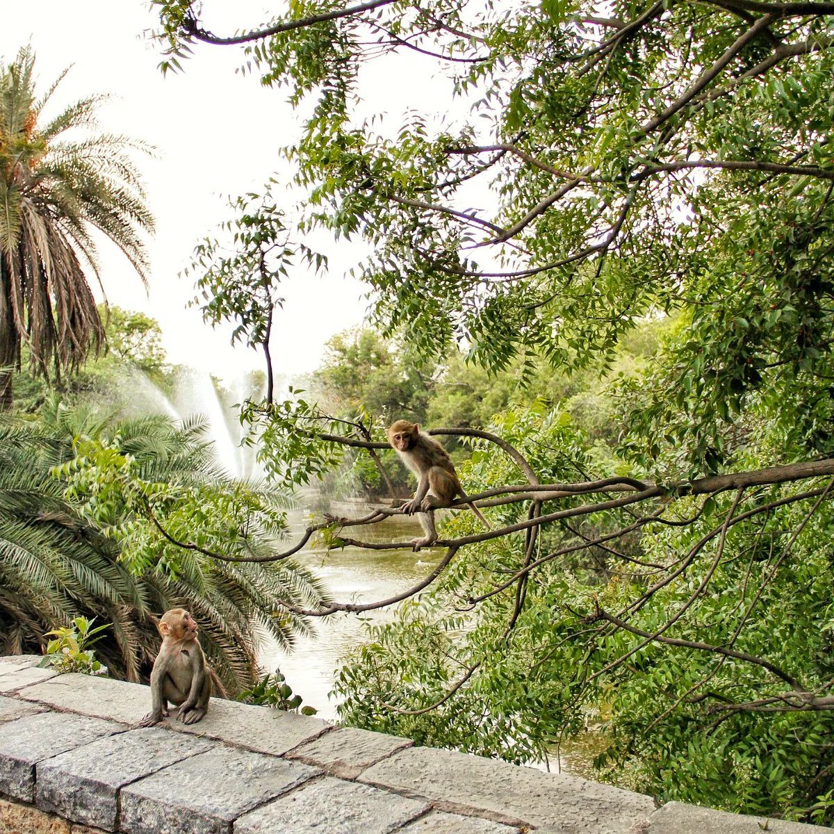 indianrange's tweet photo. Lodi Gardens, New Delhi.

#NewDelhi #Delhi #India #Indiatravel #Travel #Wanderlust #Nature #Naturephotography #Photography #Travelphotography https://t.co/jIb3vpJ5Xo
