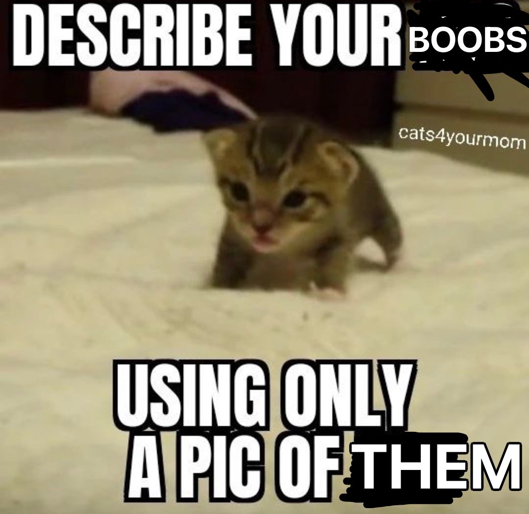 LiterallyMeCats tweet media