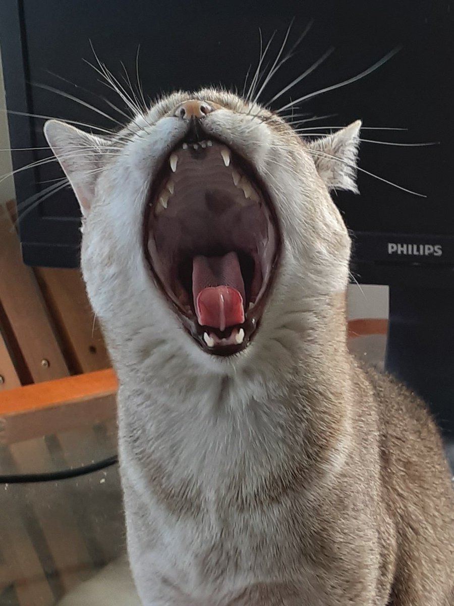 cat_yawns's tweet photo. Some more https://t.co/xtoprgTEyM