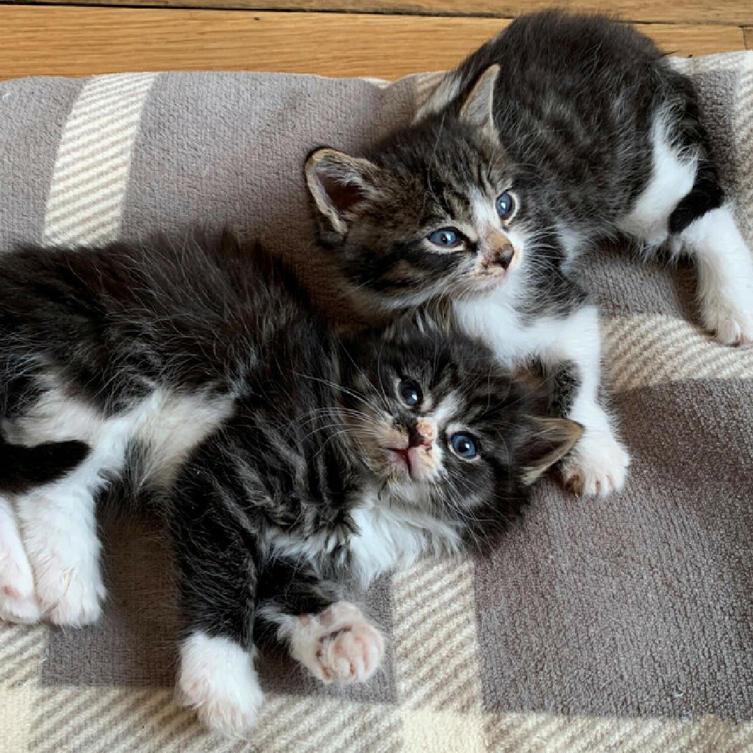Two very small, very fluffy tabby kittens cuddle on a blanket. Laud, on the bottom left, looks directly at the camera with big blue eyes. Baylie, top right, looks off into the distance.