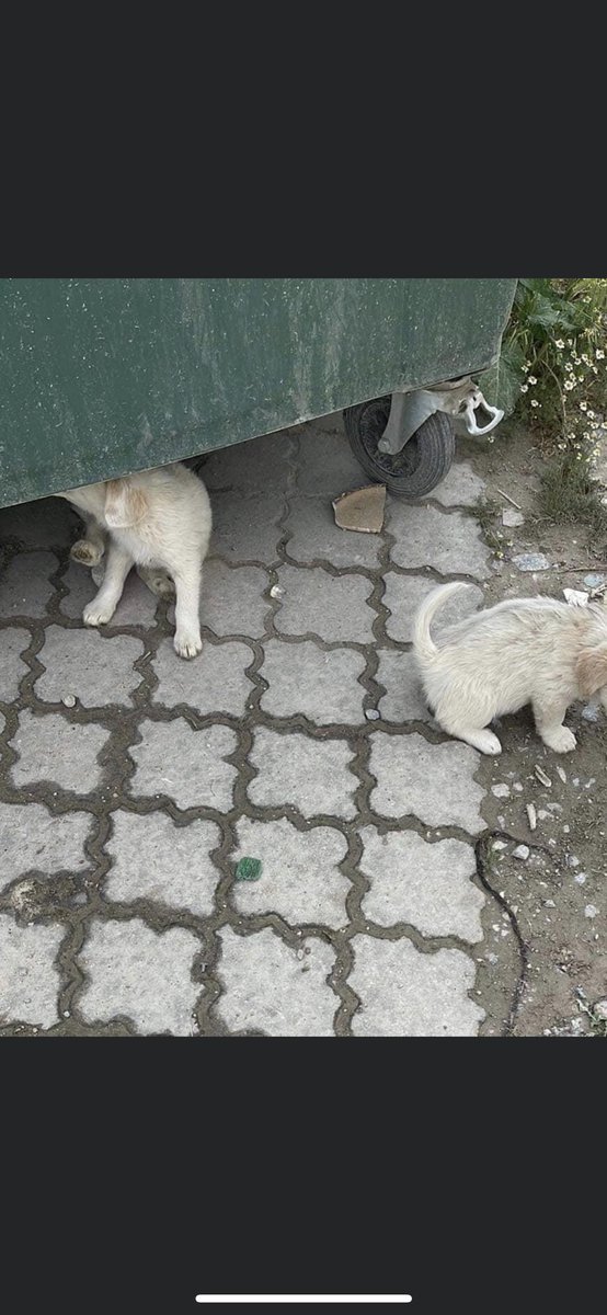 Rebecca Moore tweet media