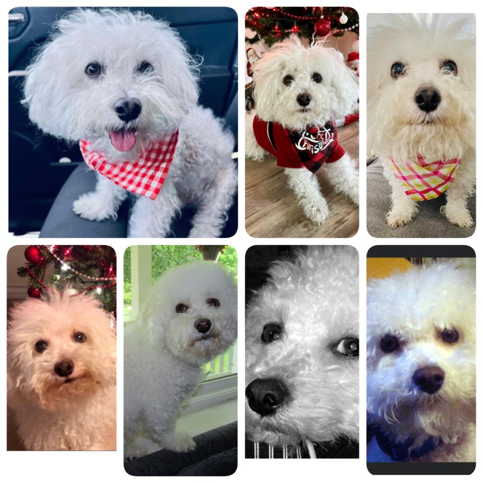 DMPerry_Artist's tweet image. RIP Brady 
2/10/07-12/3/2022
💔Brady was just shy of 16 &amp;amp; was perfectly fine all day.He passed away suddenly tonight in my arms from liver problems.