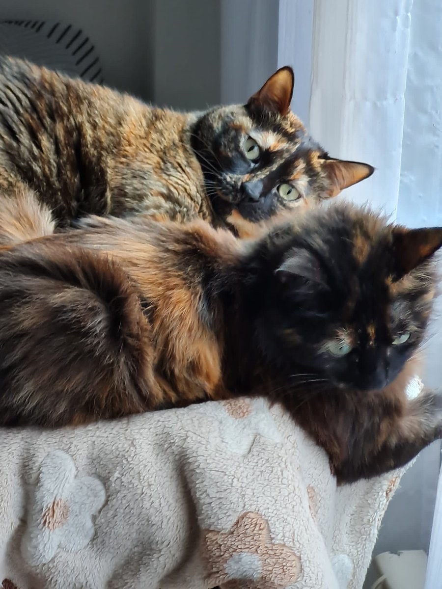 tentativeNe's tweet photo. Hemos adoptado a otra michi 🥰 Ahora la Boira podrá jugar con la Hera https://t.co/GXnzifeJbm