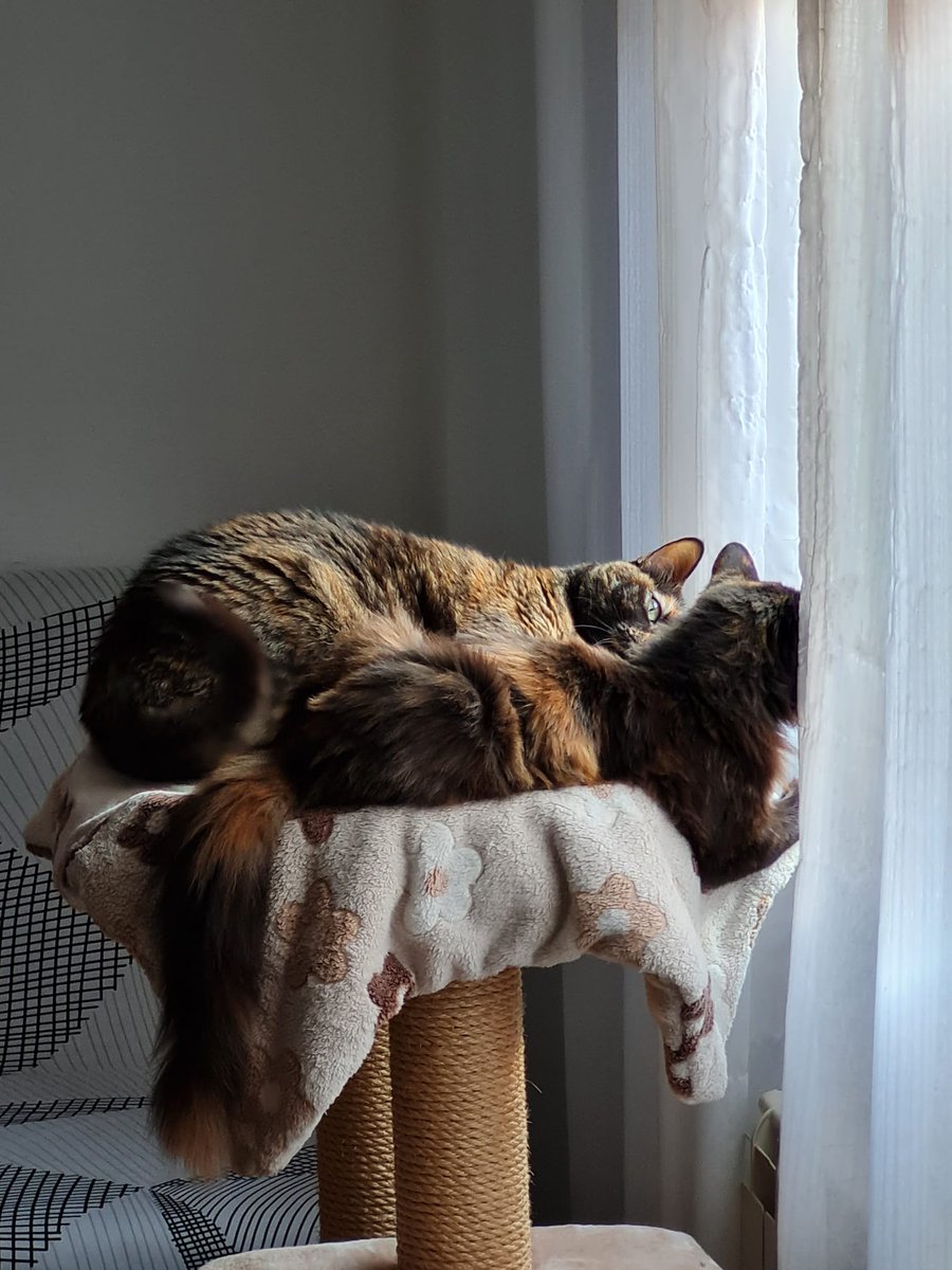 tentativeNe's tweet photo. Hemos adoptado a otra michi 🥰 Ahora la Boira podrá jugar con la Hera https://t.co/GXnzifeJbm
