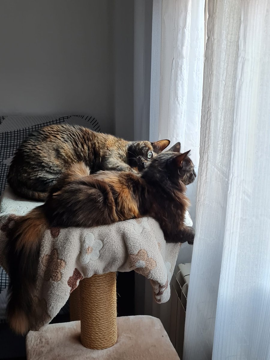 tentativeNe's tweet photo. Hemos adoptado a otra michi 🥰 Ahora la Boira podrá jugar con la Hera https://t.co/GXnzifeJbm