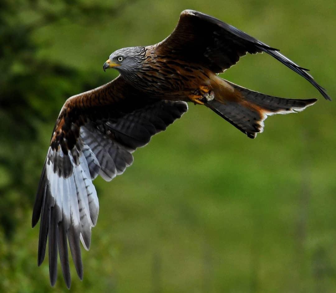 Red Kite ~ Photographed in West Wales