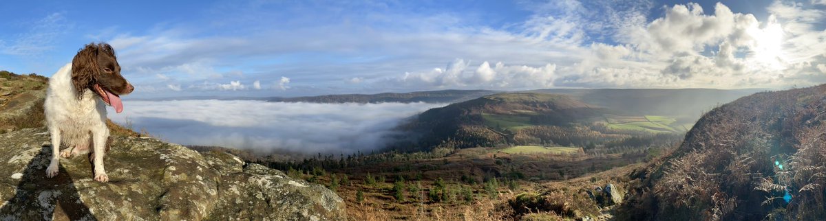 SpanielNorthern tweet picture